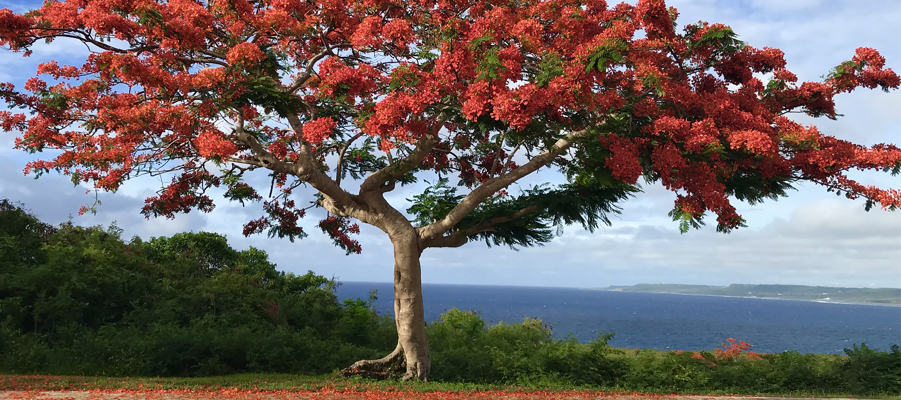 A Flaming Hot Summer