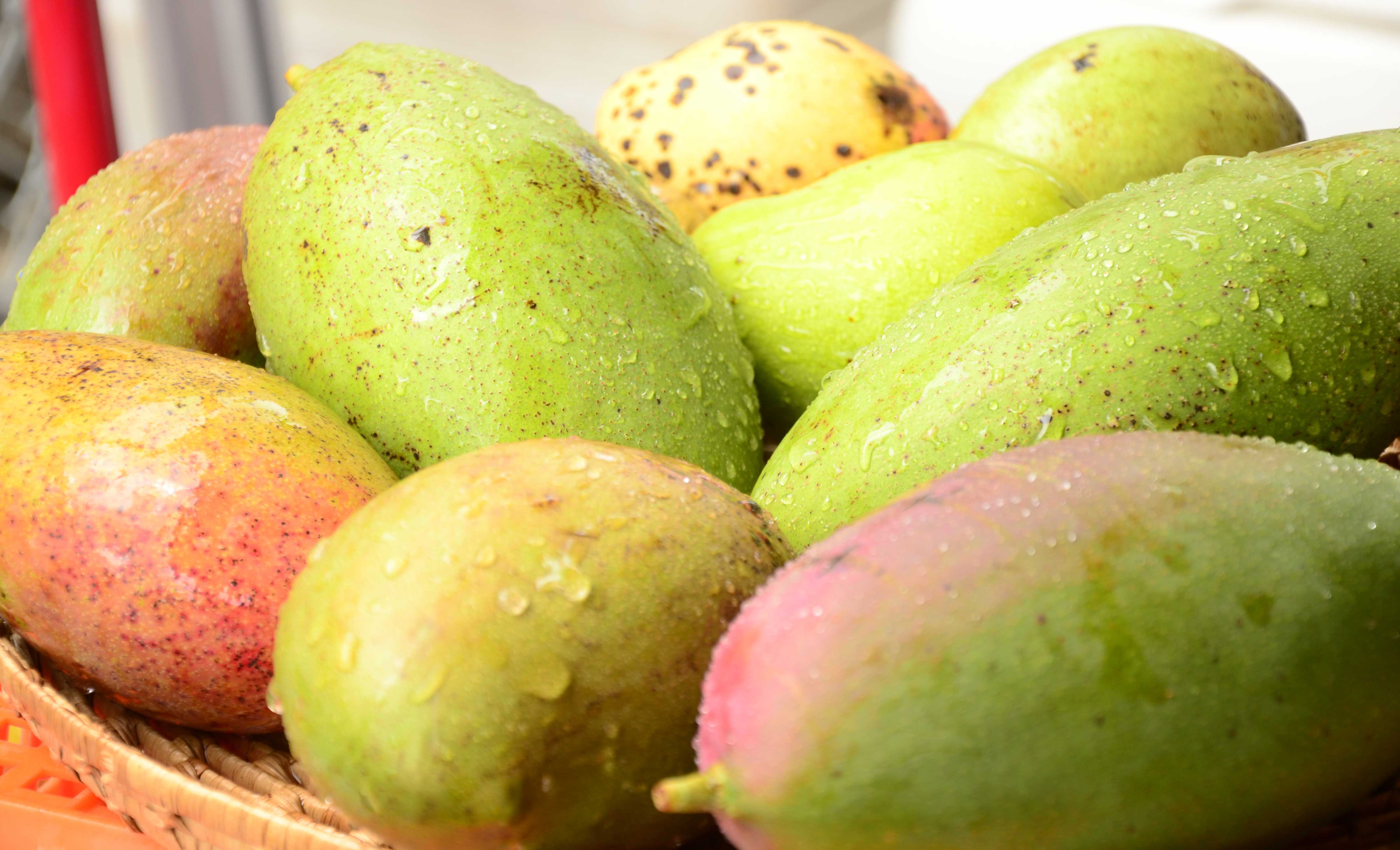 Mango Festival Mango Festival